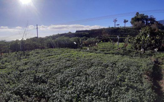 Terreno rústico, céntrico en Arafo