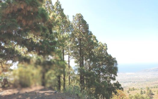 Se vende propiedad singular en el monte de los Frailes en los altos de Arafo