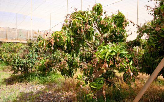 Se vende fantástica finca en Güímar