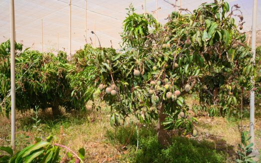 Se vende fantástica finca en Güímar