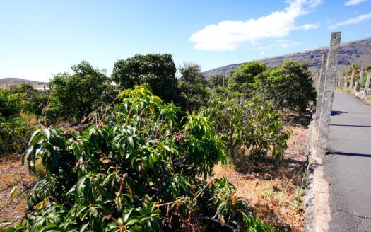 Se vende fantástica finca en Güímar