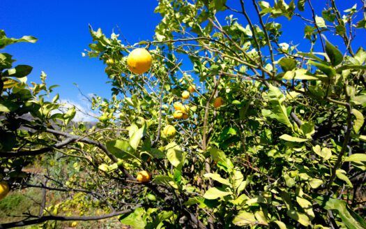 Se vende fantástica finca en Güímar