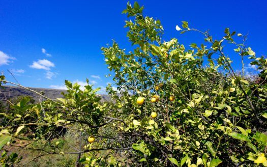 Se vende fantástica finca en Güímar