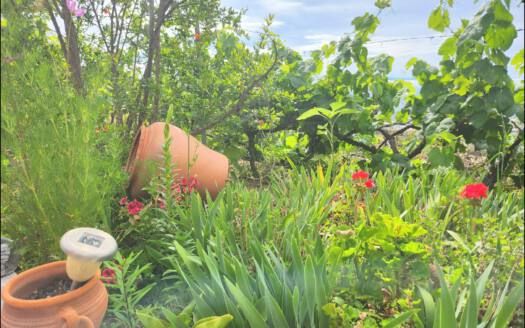 Se vende encantadora casa con terreno en Güímar