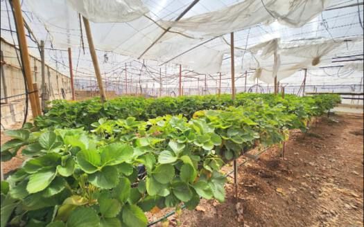 Se vende bonita propiedad en Arico zona Marzagán