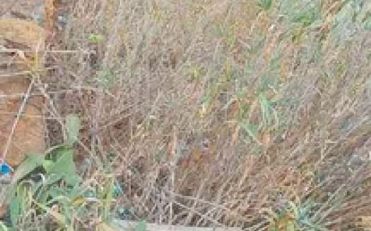 Se alquila terreno rústico en Arafo