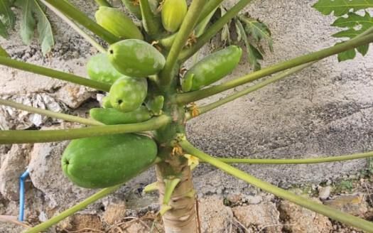 Se vende magnífica finca en Fasnia