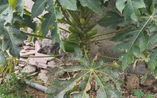 Se vende magnífica finca en Fasnia