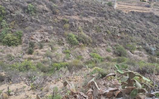 Se vende magnífica finca en Fasnia