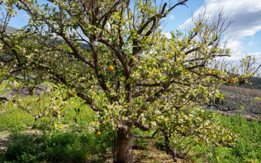 Se vende fantástica finca con vivienda