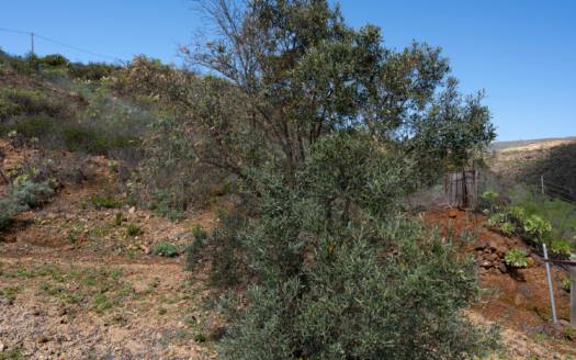 Se vende fantástica finca con vivienda