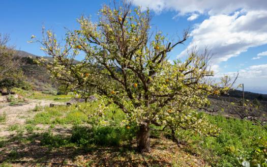 Se vende fantástica finca con vivienda